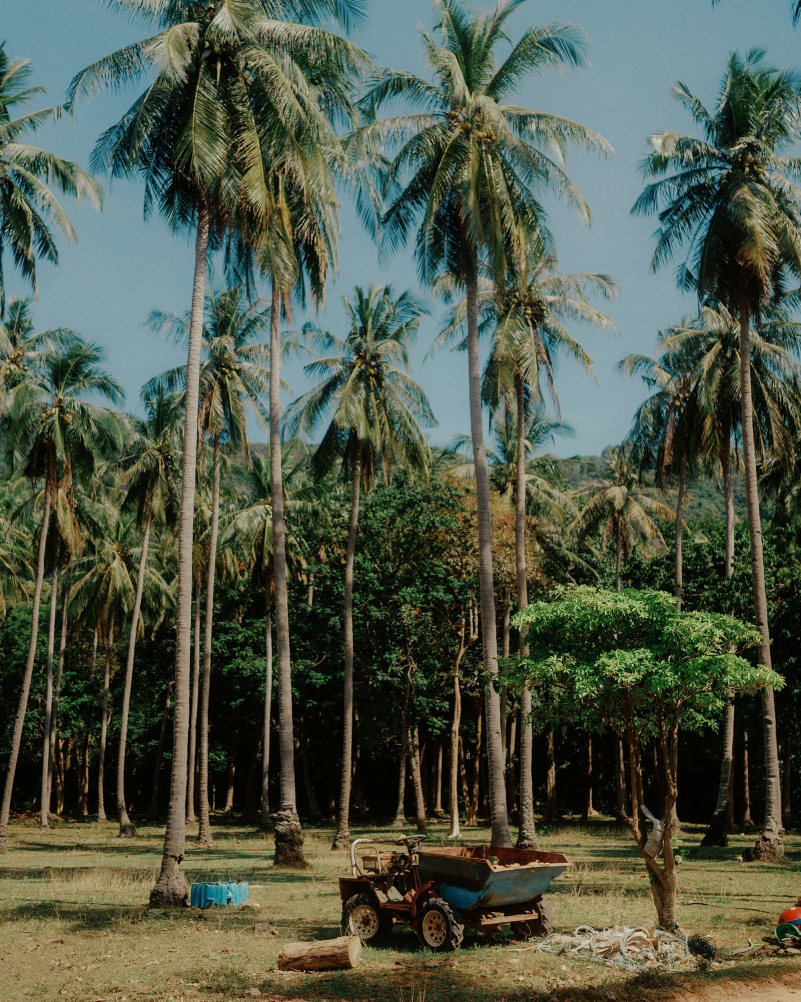 Indonesian coconut plantation, soft morning light