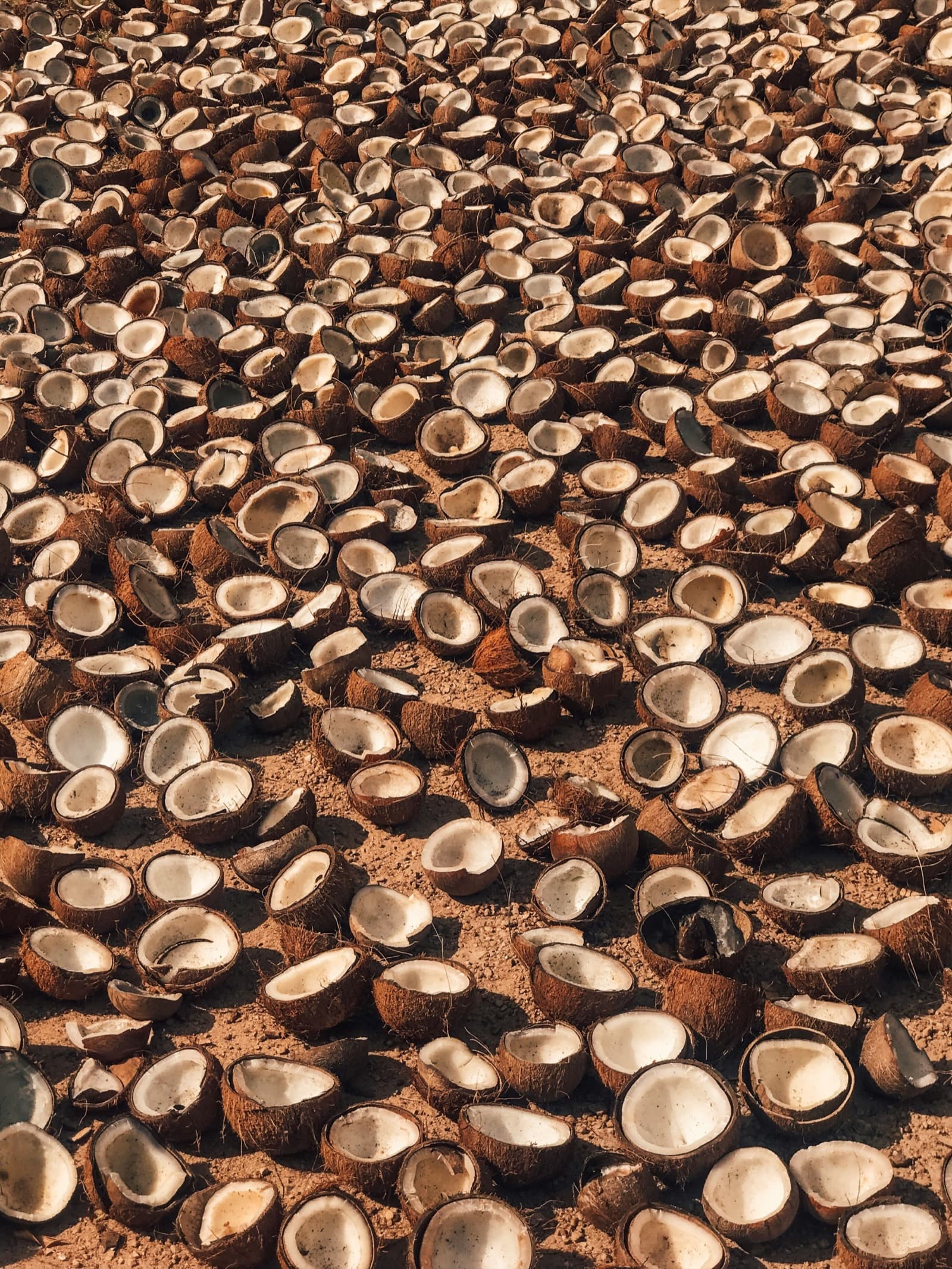 Coconut shell endocarp, macro detail