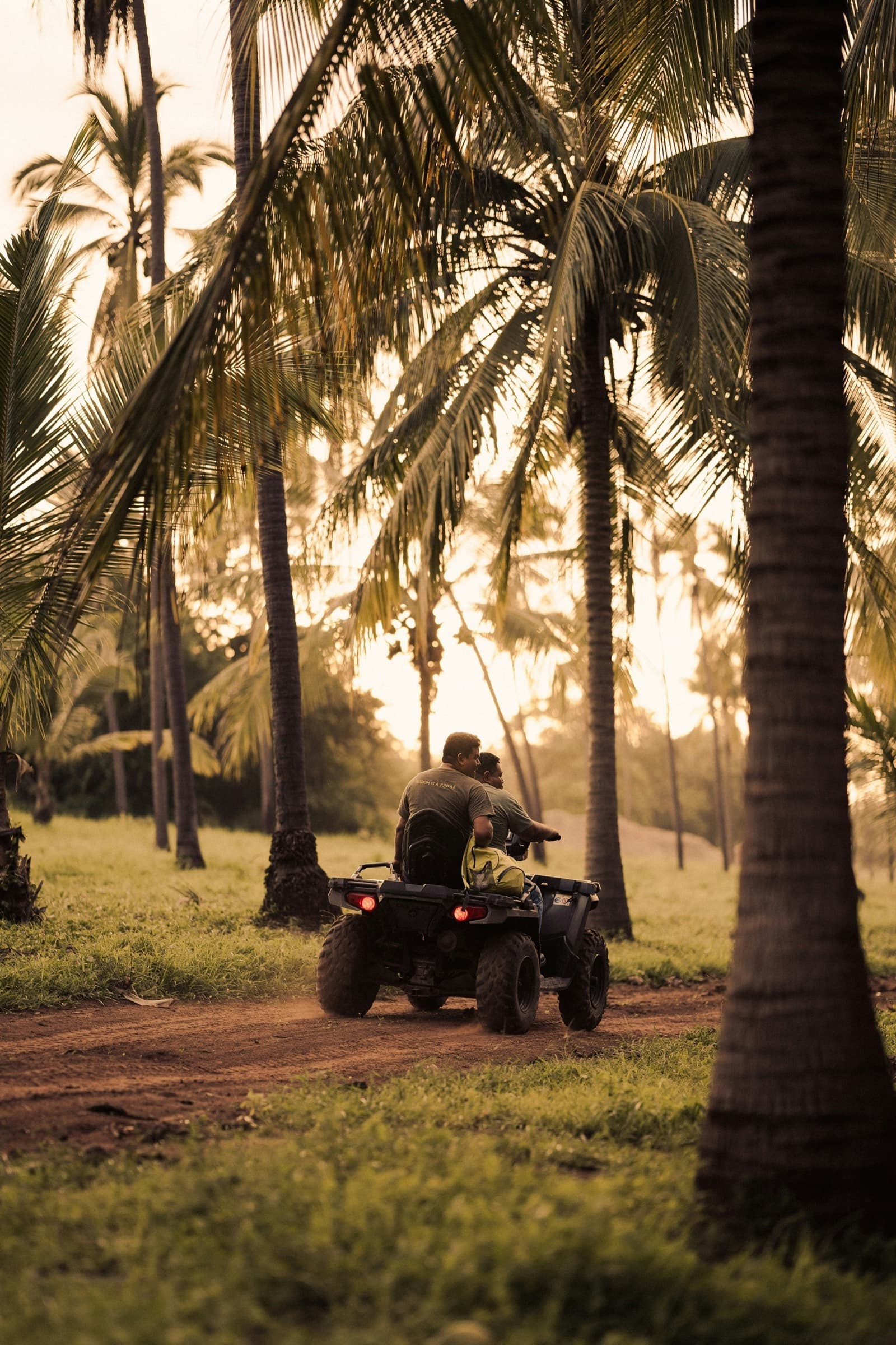 Coconut grove on an Indonesian island, low light